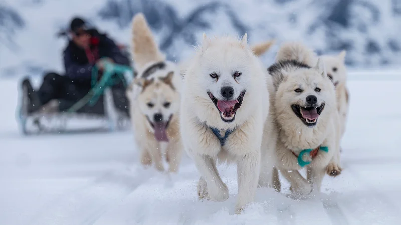 greenland-sled-dog-team.webp