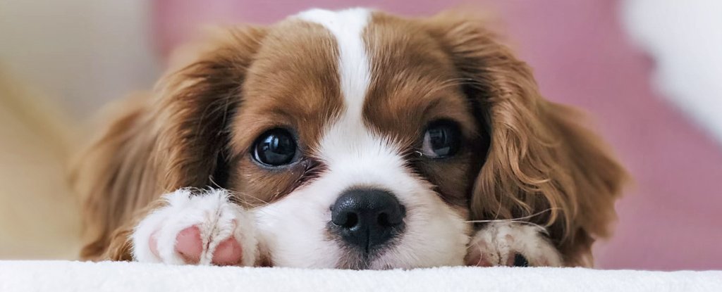 BigEyedPuppyDogWithPawOutStaringAtViewer.jpg