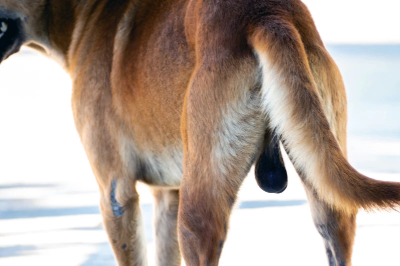 狗的睾丸，藏着男性长寿的秘密