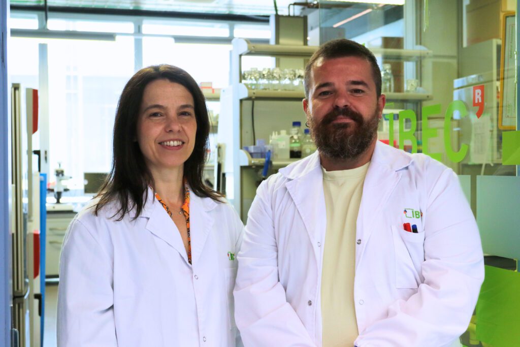 跨物种突破：人类肾微器官与猪肾融合