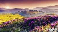 丘陵 粉色的鲜花,树木,太阳,自然风景4K壁纸 3840x2160