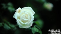 白玫瑰花4K壁纸 3861x2574